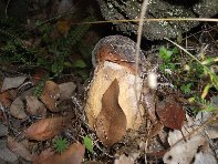 Serruggeri - Leccinum_lepidum_201011121 017.jpg